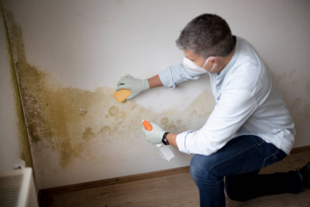  West End Cobb Town, AL Mold Removal Pros